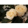 Maran de rosas y hiedra - champagne. FL006ch